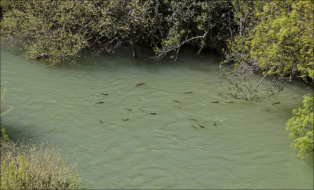 am Rio Guadiaro