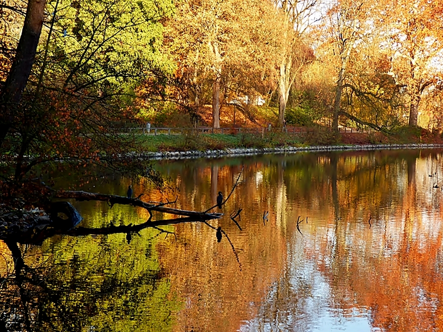 Am Rombergpark-Teich.