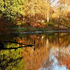 Am Rombergpark-Teich.