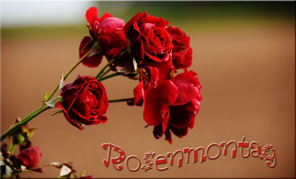 Am Rosenmontag............. Foto & Bild kunstfotografie & kultur