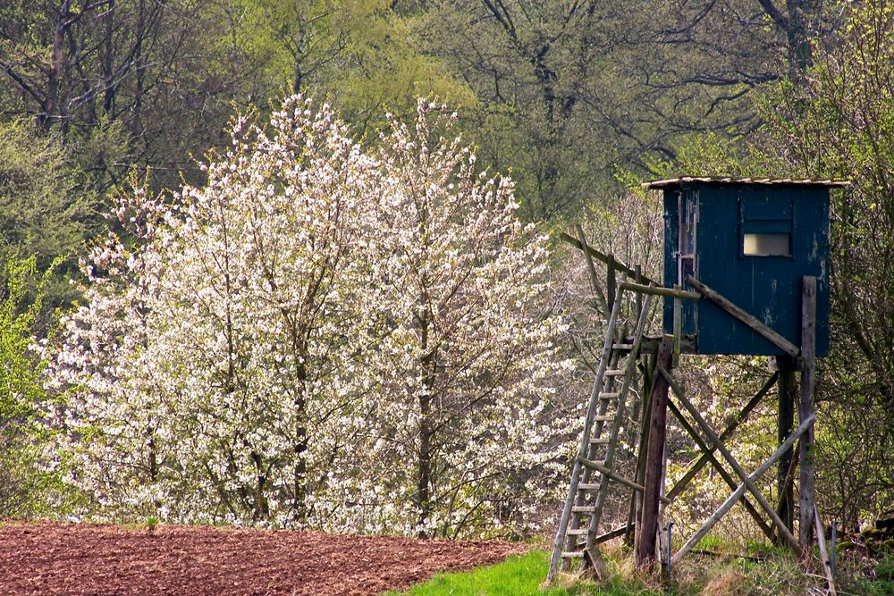 Am Roßbacher Wacholderweg P9