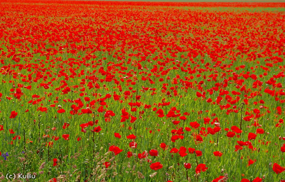 Am Roten Blumen Meer Foto Bild Archiv Projekte Naturchannel Naturprojekte 08 Rot Und Grun In Der Natur Bilder Auf Fotocommunity Am Roten Blumen Meer Foto Bild Archiv Projekte Naturchannel Naturprojekte 08 Rot Und Grun In Der Natur Bilder Auf Fotocommunity