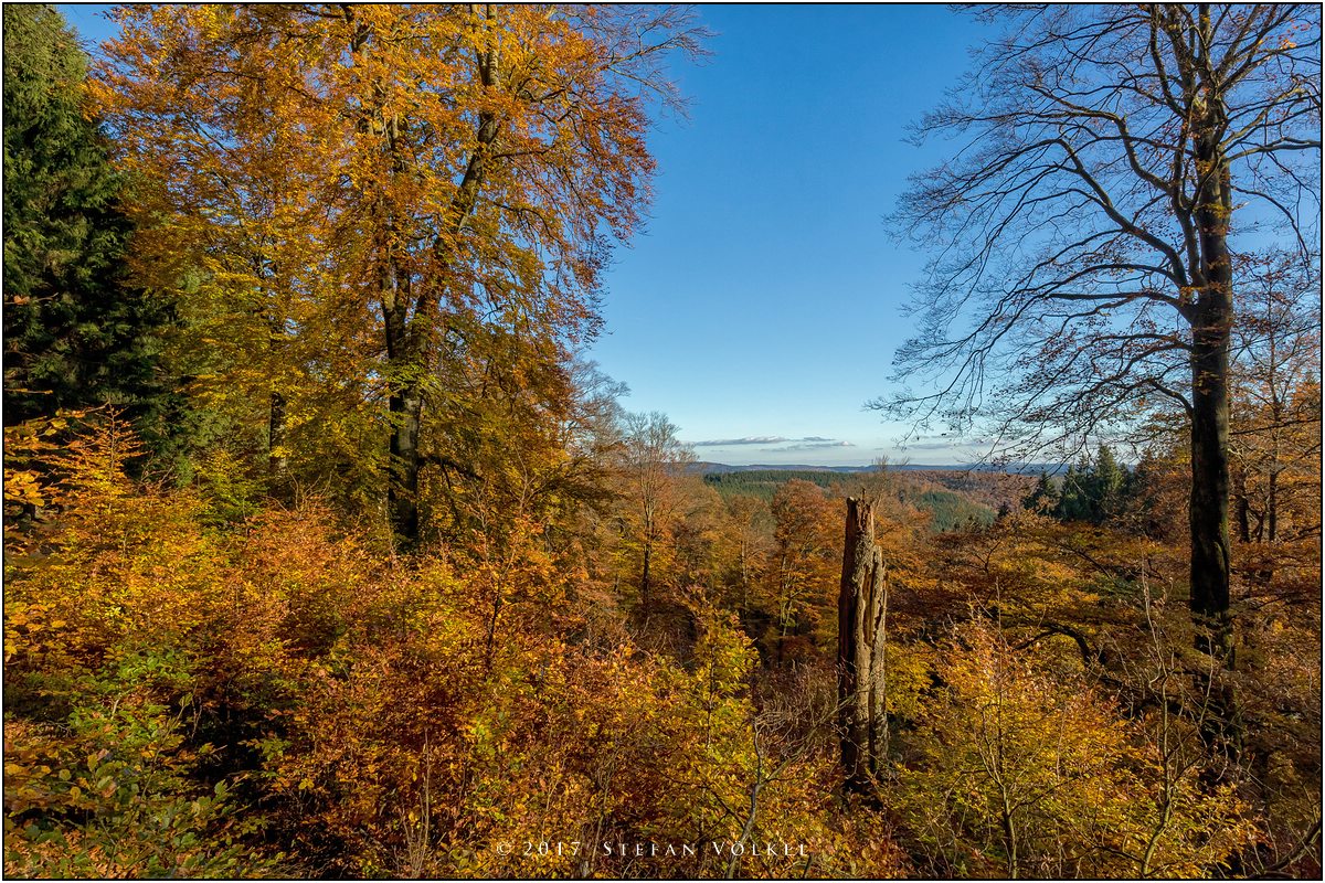 Am Rothaarkamm Foto & Bild landschaft, waldbilder, natur Bilder auf