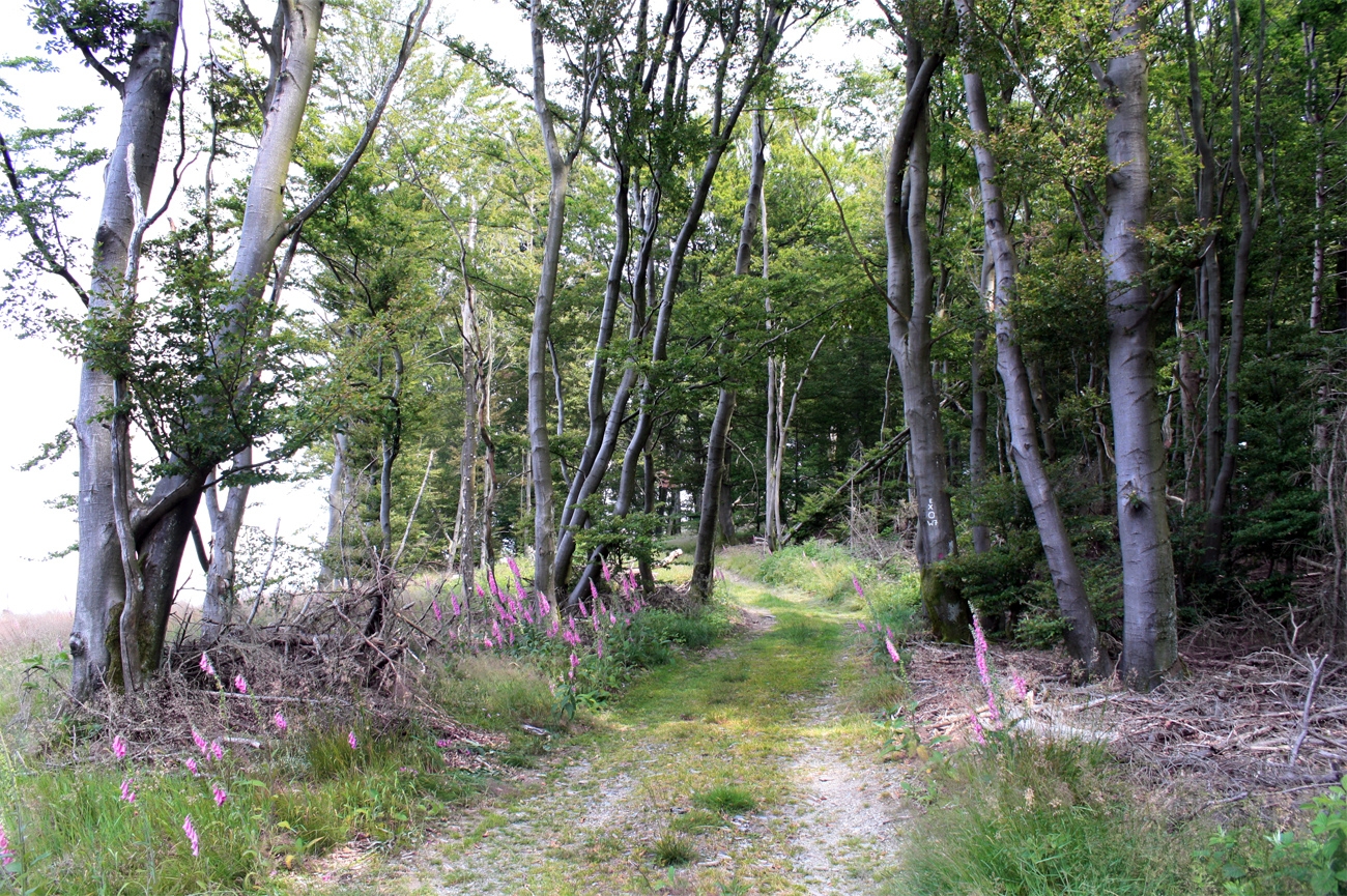 Am Rotharsteig/ Ederhöhnenweg