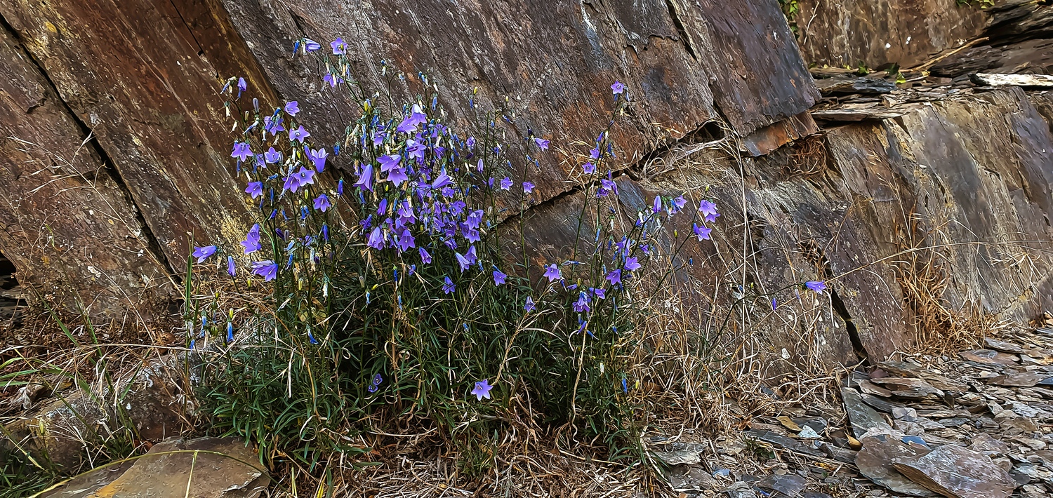 Am RotweinWanderweg