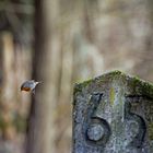 Am Ruhrtal-Radweg