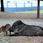 am rumschnüffeln