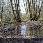 Am Ruthsenbach im Darmstädter Ostwald