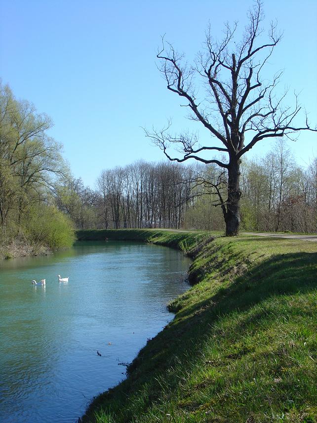 am Saalachwehr bei Hammerau 5