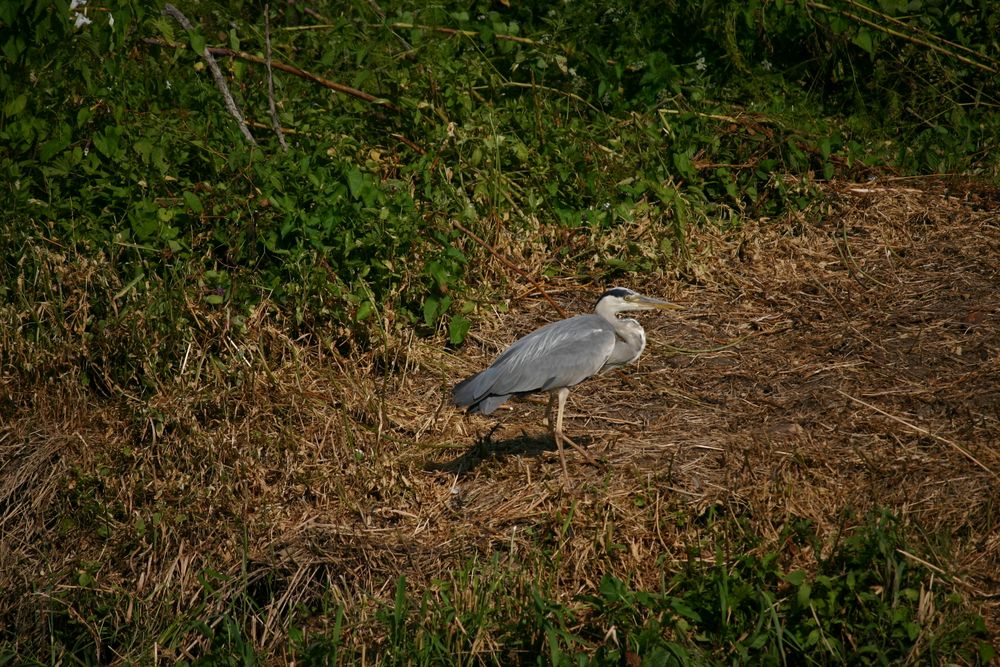 Am Saalestrand bei Freyburg