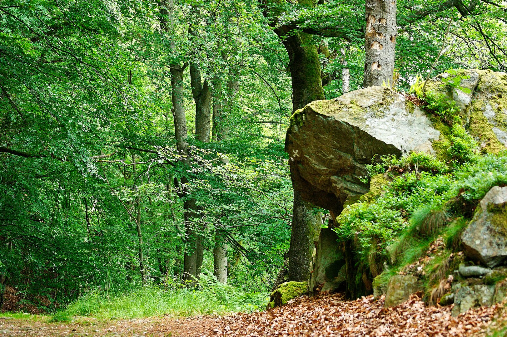 Am Saar-Hunsrück-Steig