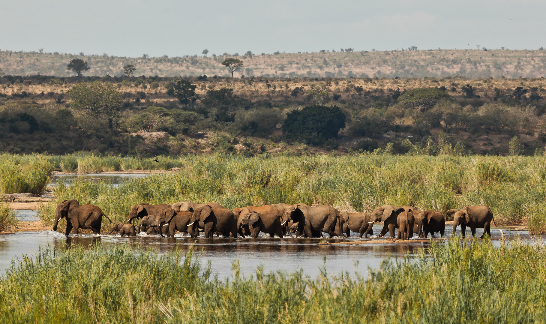Am Sabie River Foto & Bild africa, southern africa, south africa