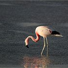 Am Salar de Atacama