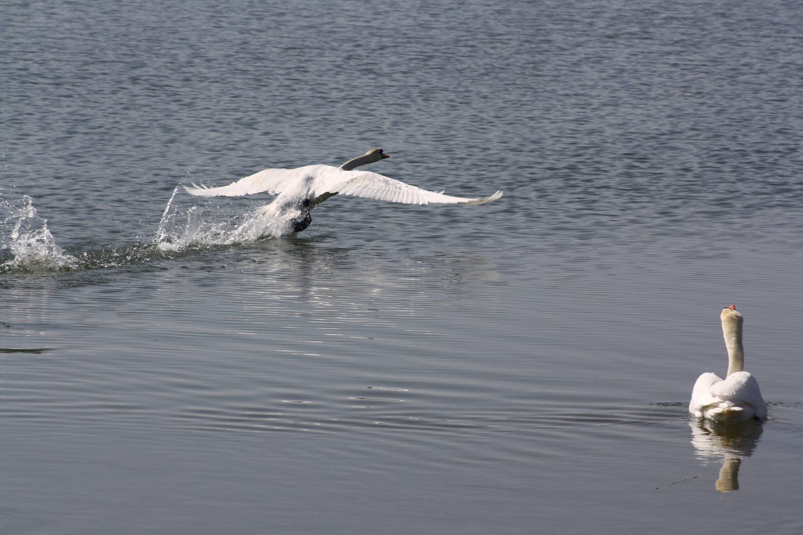 Am Salzgitter See