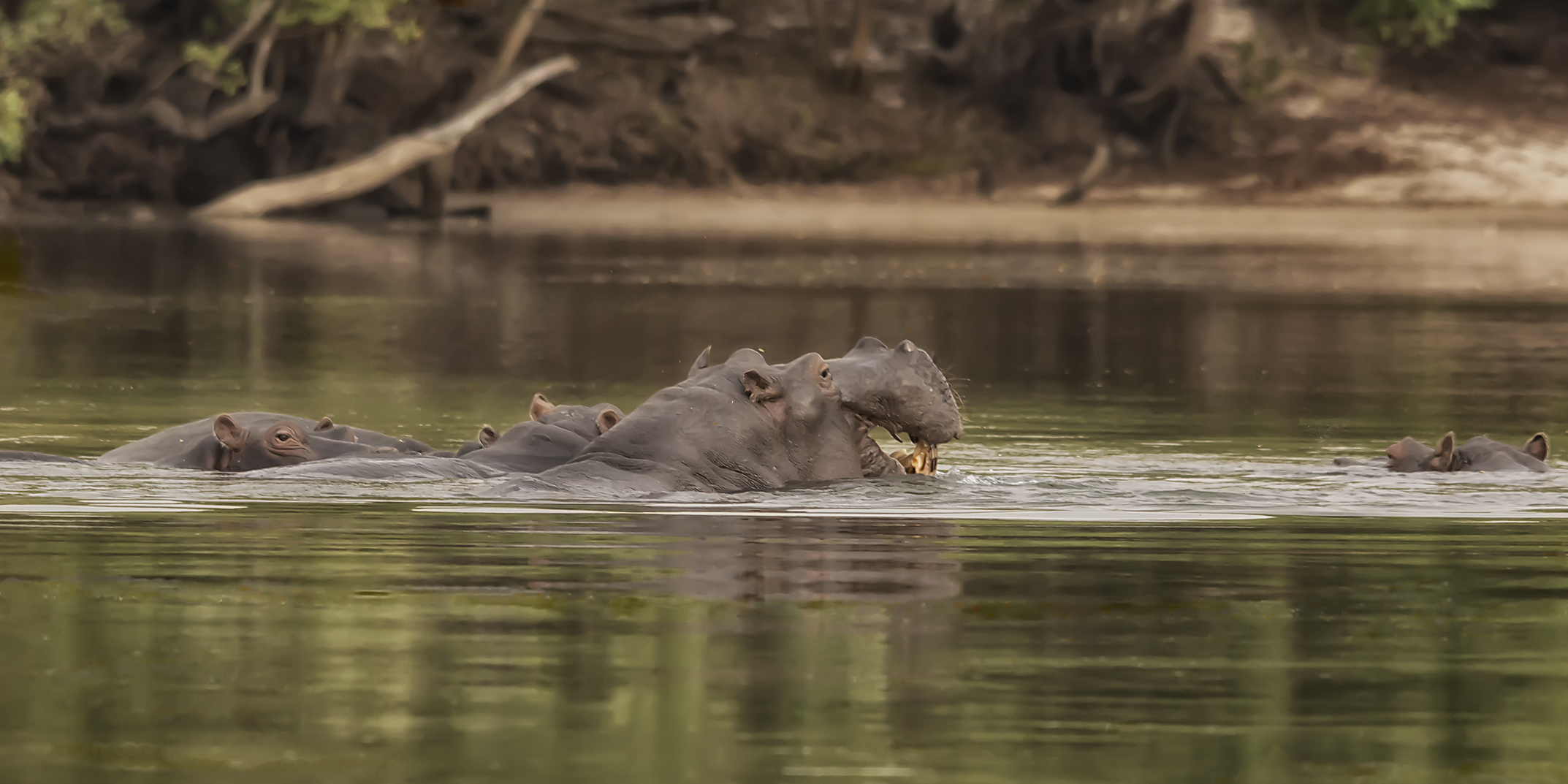 Am Sambesi Foto & Bild africa, southern africa, tiere Bilder auf