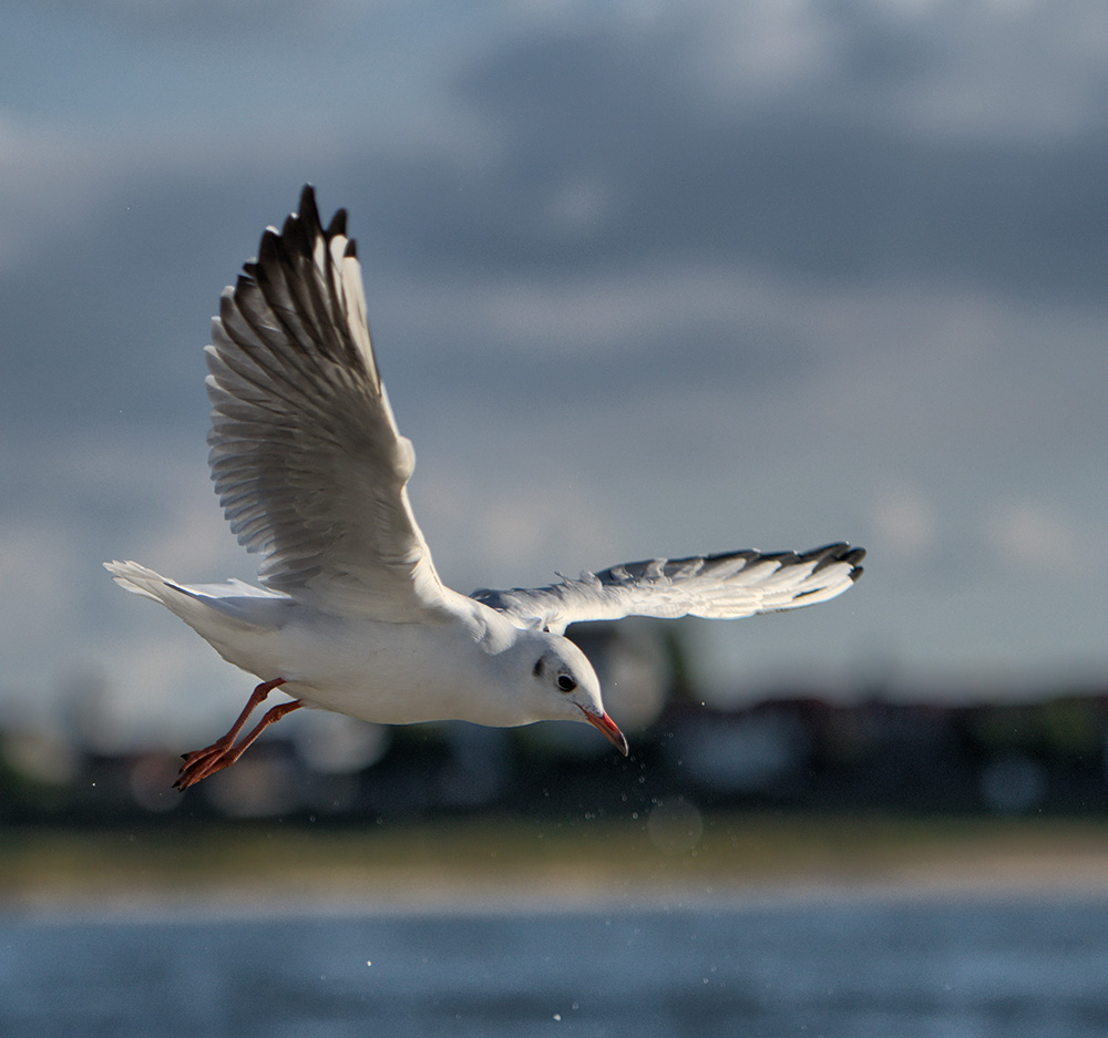 Am Samstag am Rhein