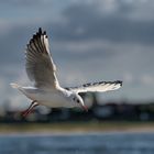 Am Samstag am Rhein