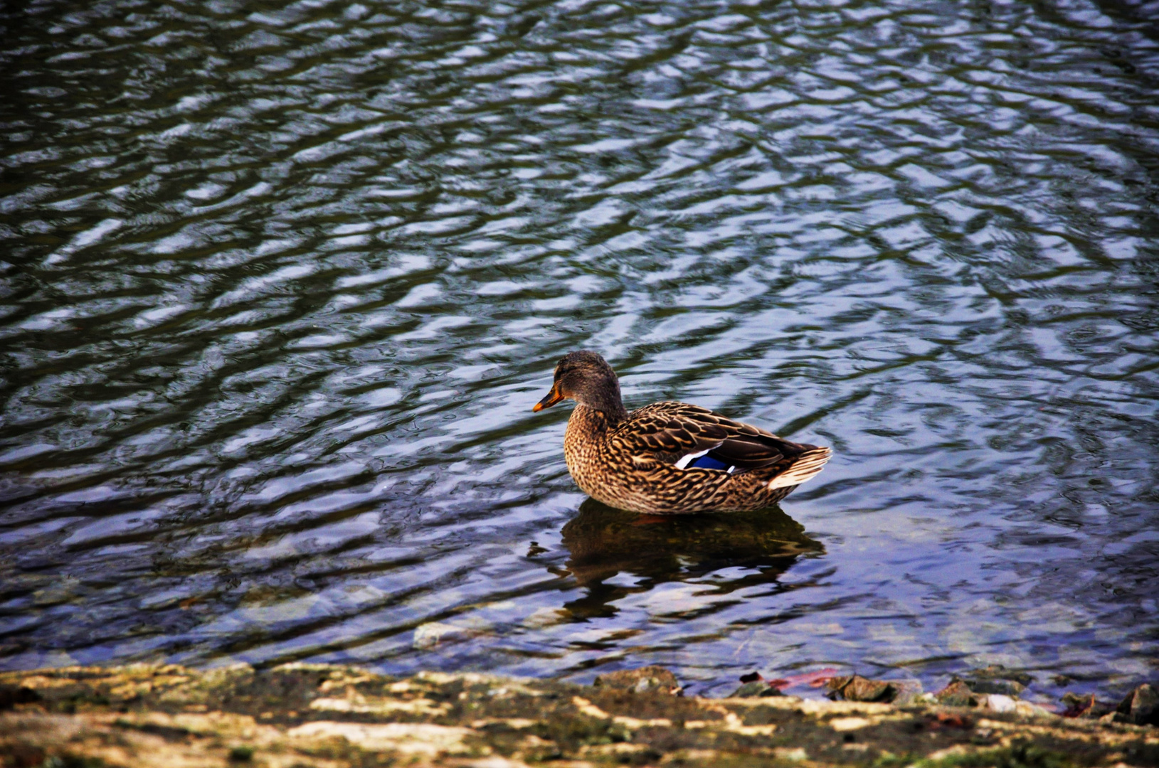 am Samstag waren es ungewöhnliche 14 Grad Im Januar am Rosensteinsee im Park