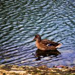 am Samstag waren es ungewöhnliche 14 Grad Im Januar am Rosensteinsee im Park