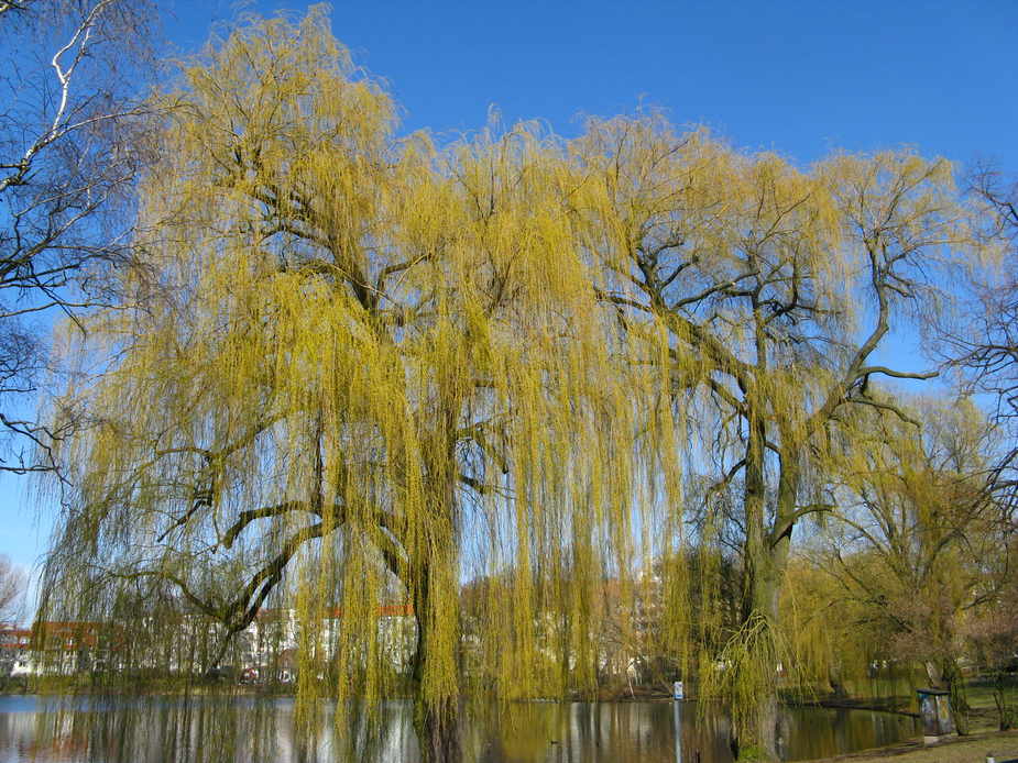 Am Schäfersee in Berlin-Reinickendorf ...