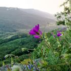 Am Schalksburgfelsen am Abend