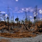 Am Scheideweg? Sommer im Wald 