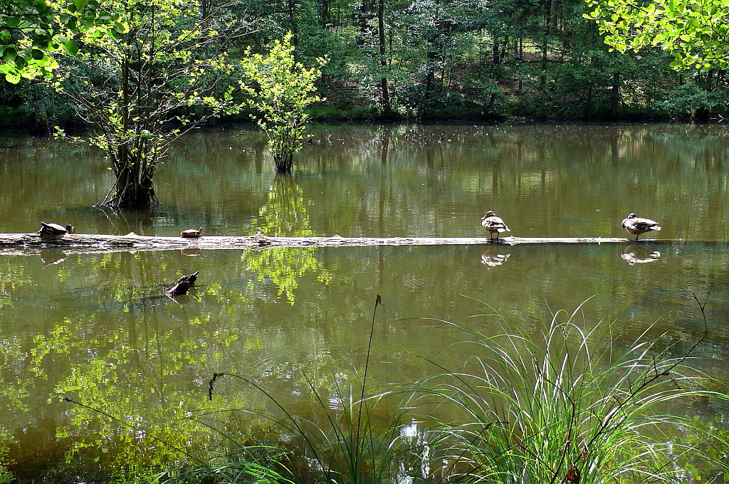 Am Schildkrötenteich (1)