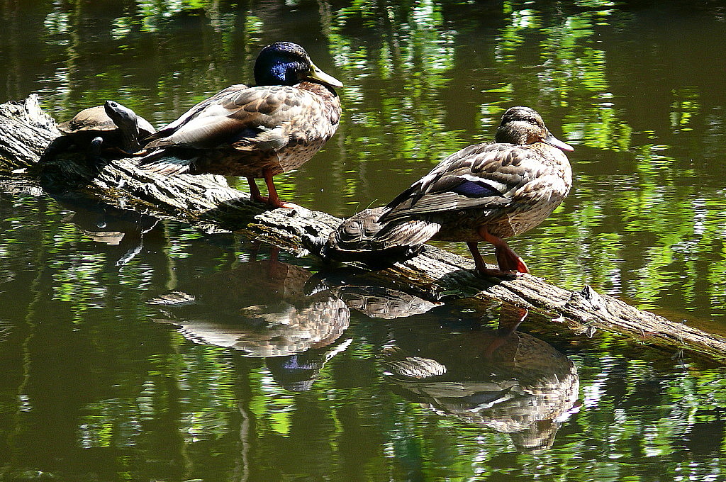 Am Schildkrötenteich (2)