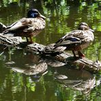 Am Schildkrötenteich (2)