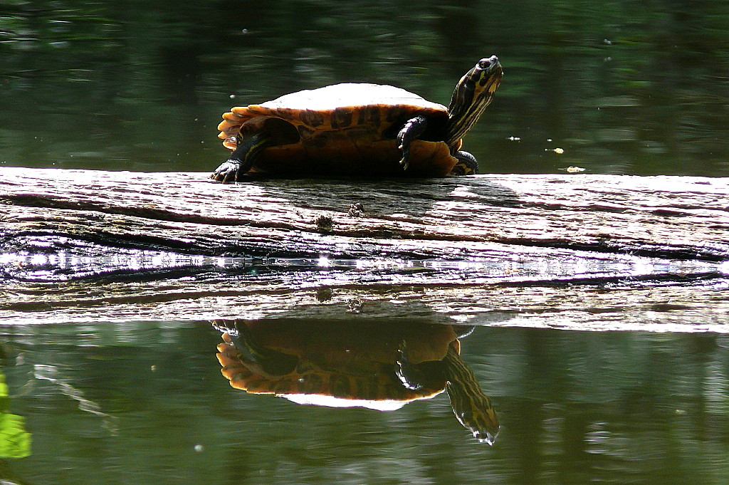 Am Schildkrötenteich (3)