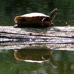 Am Schildkrötenteich (3)