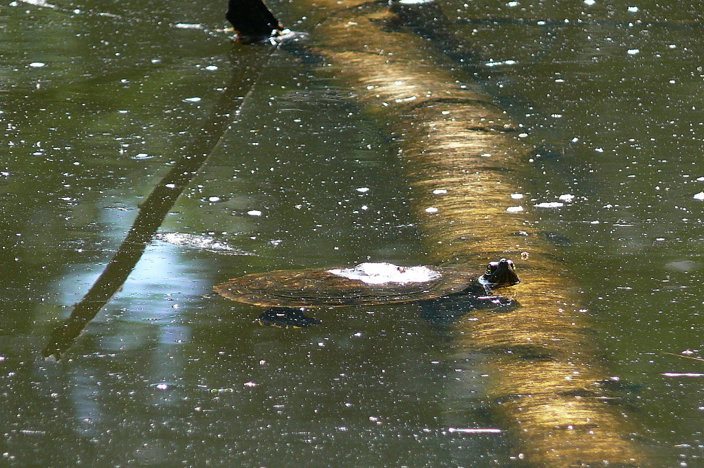 Am Schildkrötenteich (4)