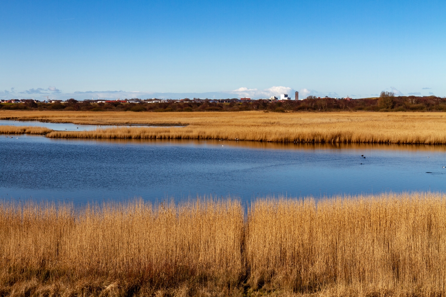 Am Schilfmeer