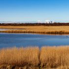 Am Schilfmeer