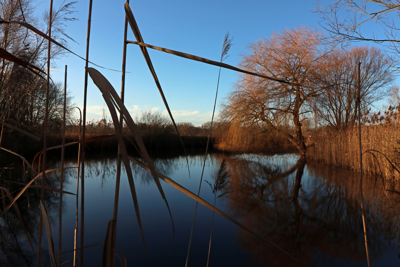 Am Schilfteich