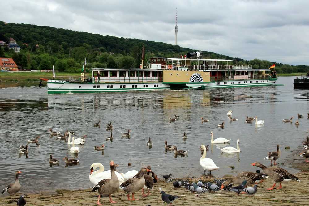 Am " Schillergarten" in Dresden an der Elbe