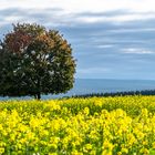 Am Schillinger Panoramaweg