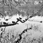 am Schlachtensee (Berlin-Grunewald)