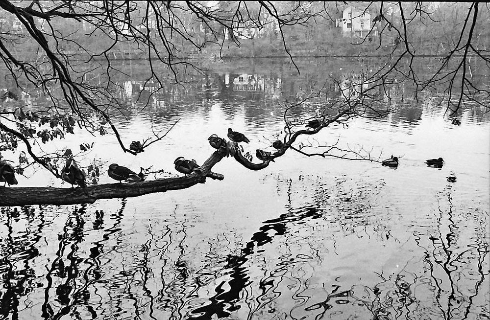 am Schlachtensee (Berlin-Grunewald)