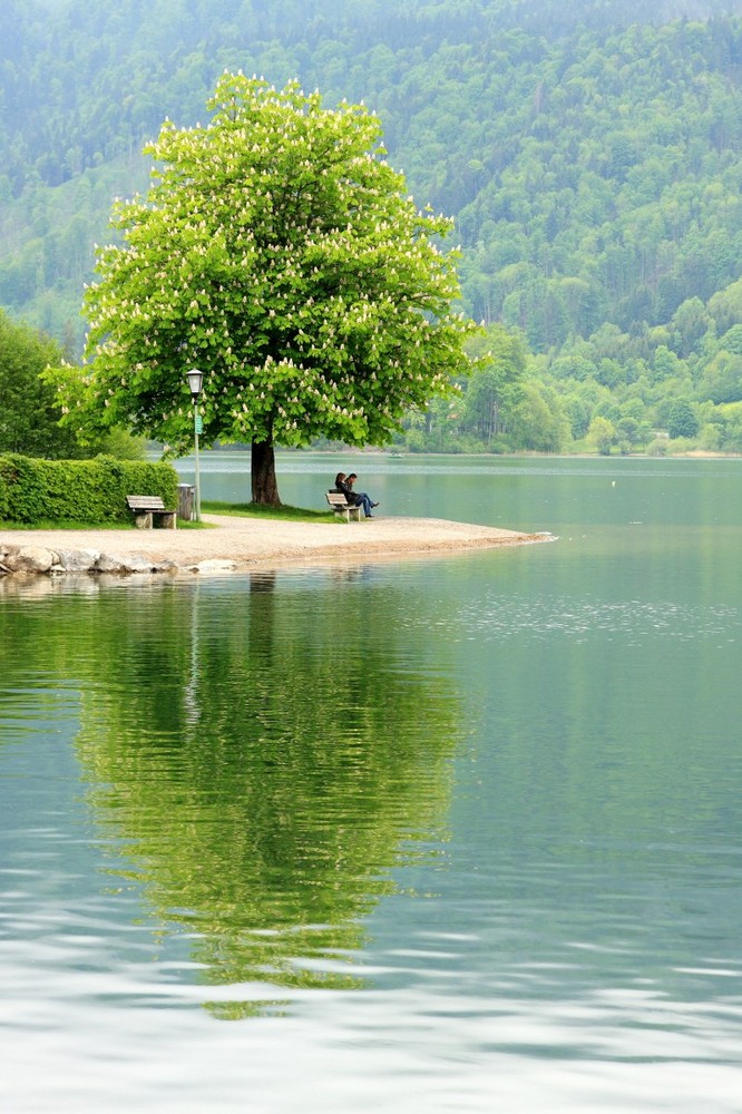 Am Schliersee unter´m Kastanienbaum