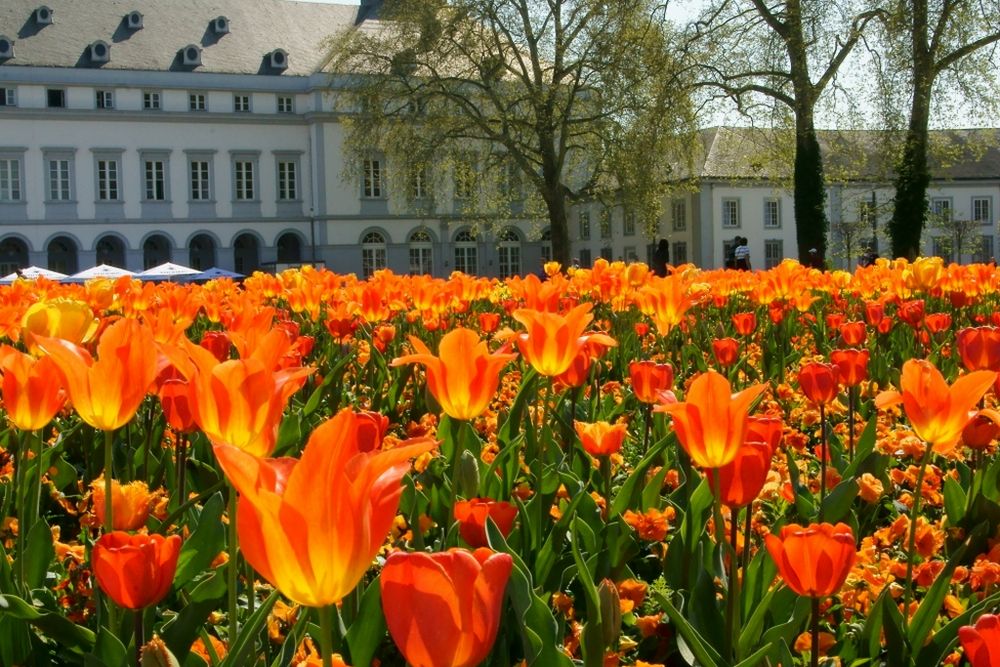 am Schloß