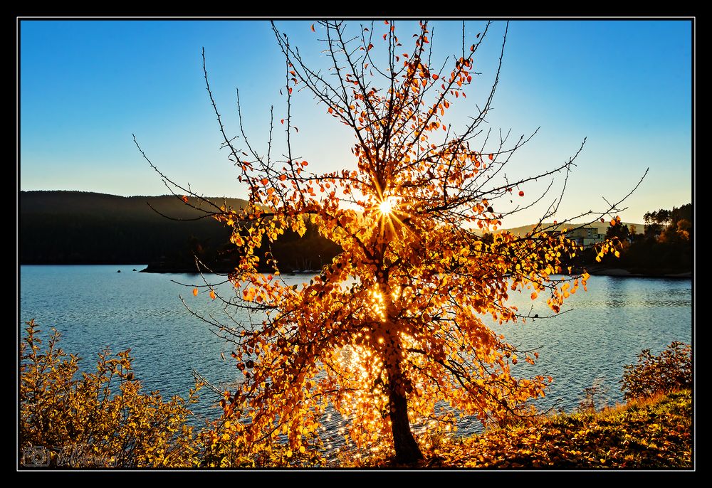 Am Schluchsee #1