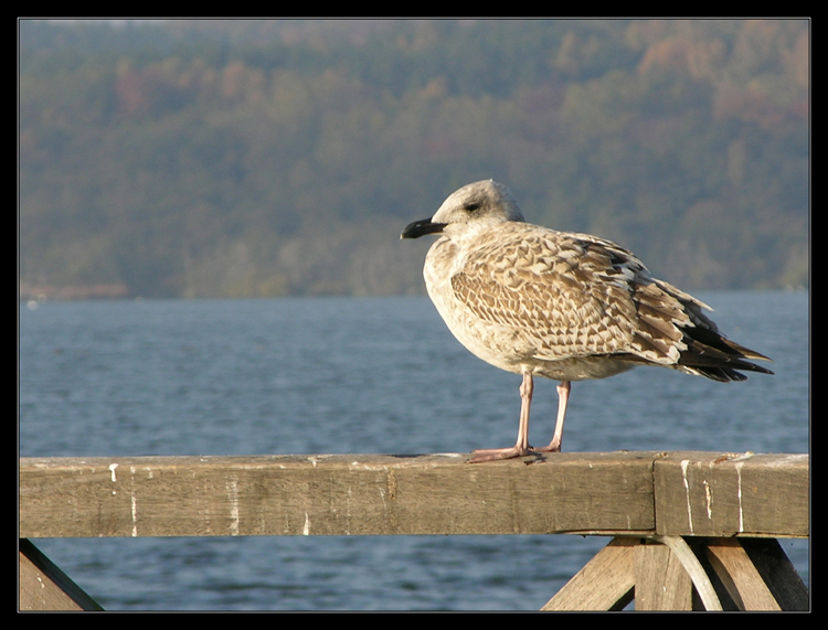 Am Schmachter See