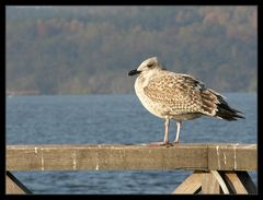 Am Schmachter See