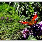 Am Schmetterlings-Strauch