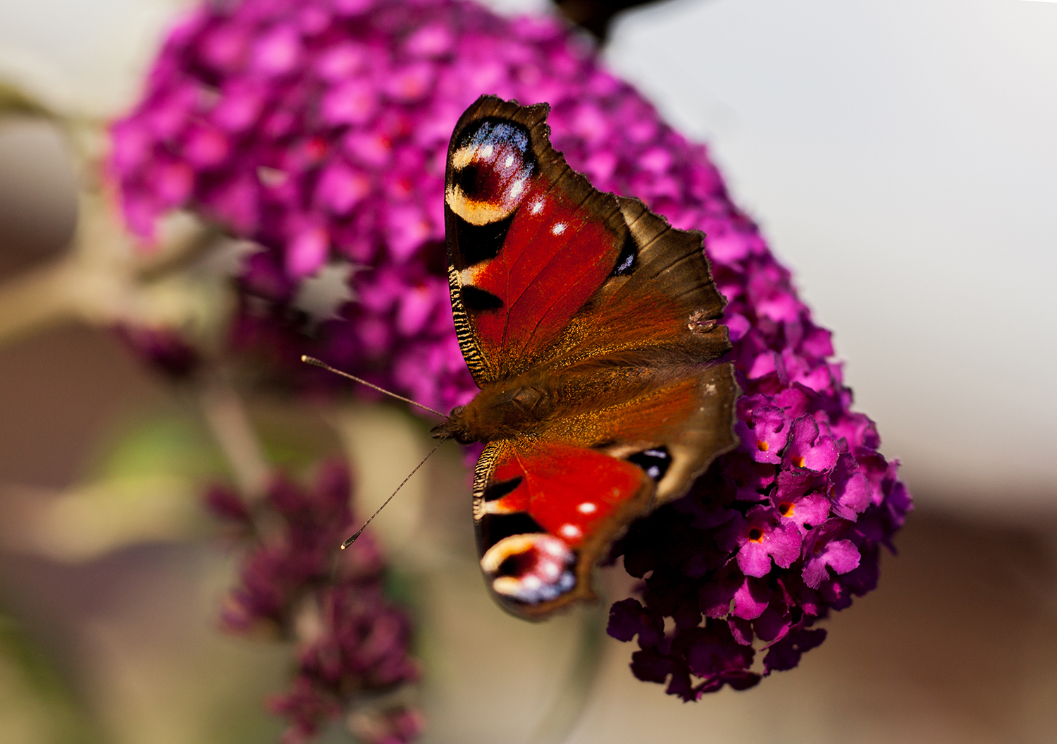 ''Am Schmetterlingsflieder'' :)