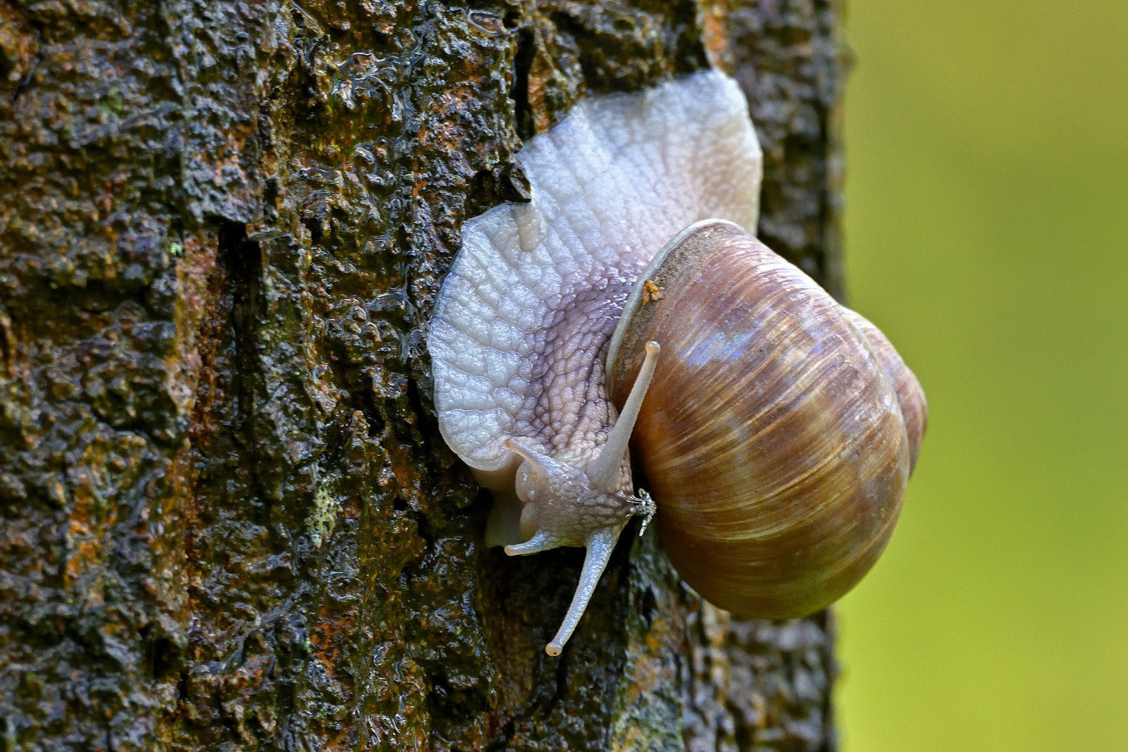 Am Schneckenbaum