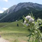 Am Schneeberg bei Losenheim