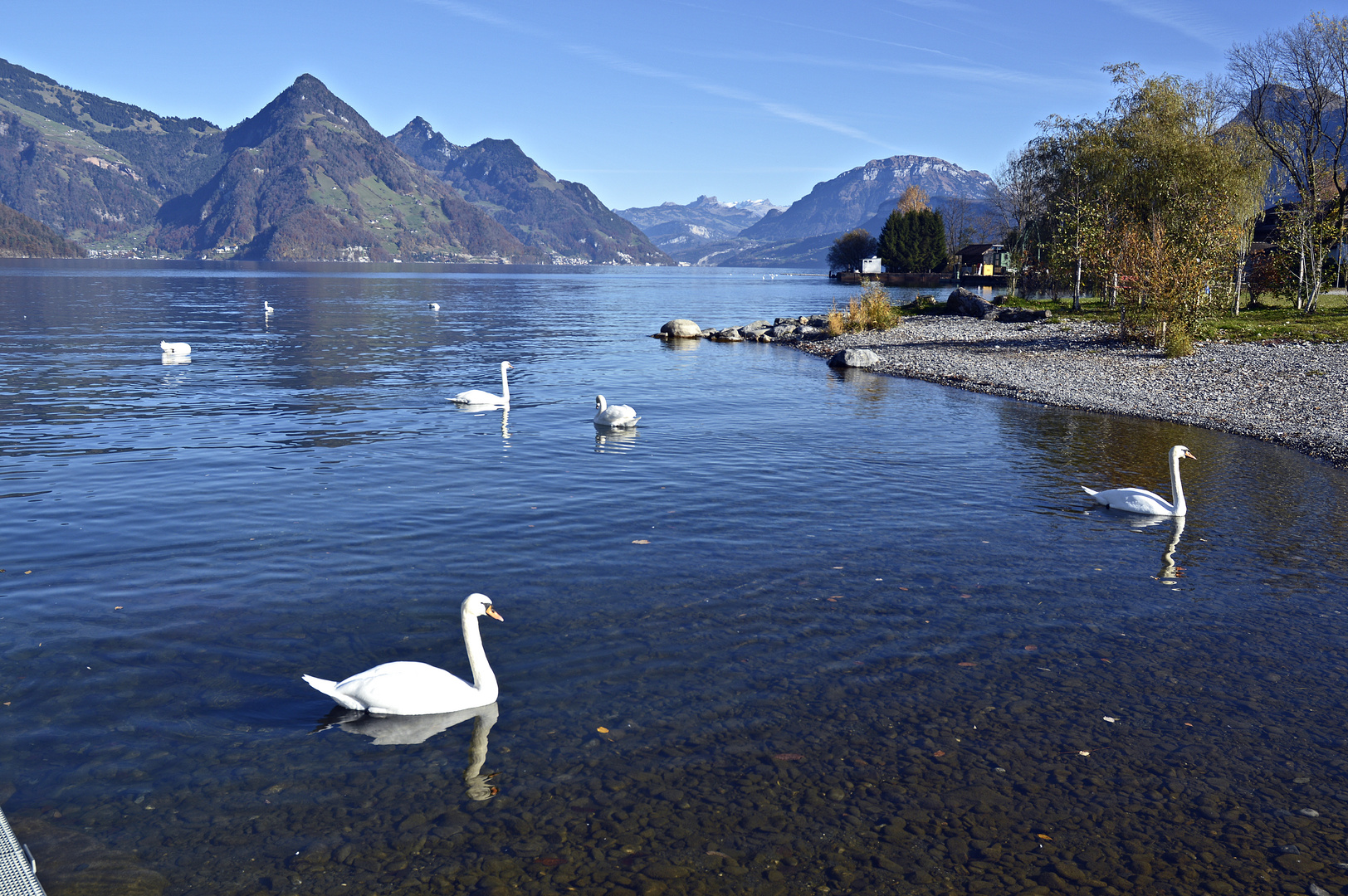 Am schönen Vierwaldstättersee.