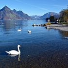 Am schönen Vierwaldstättersee.